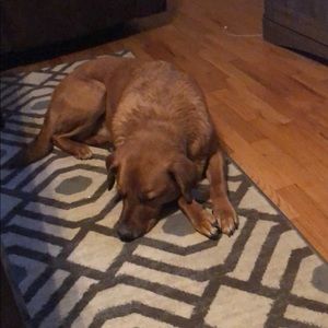 Meet your Posher, Angelina